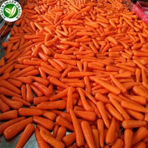 তাজা গাজর রপ্তানীকারকদের
